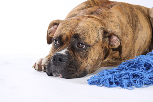 perro de presa canario adulto
