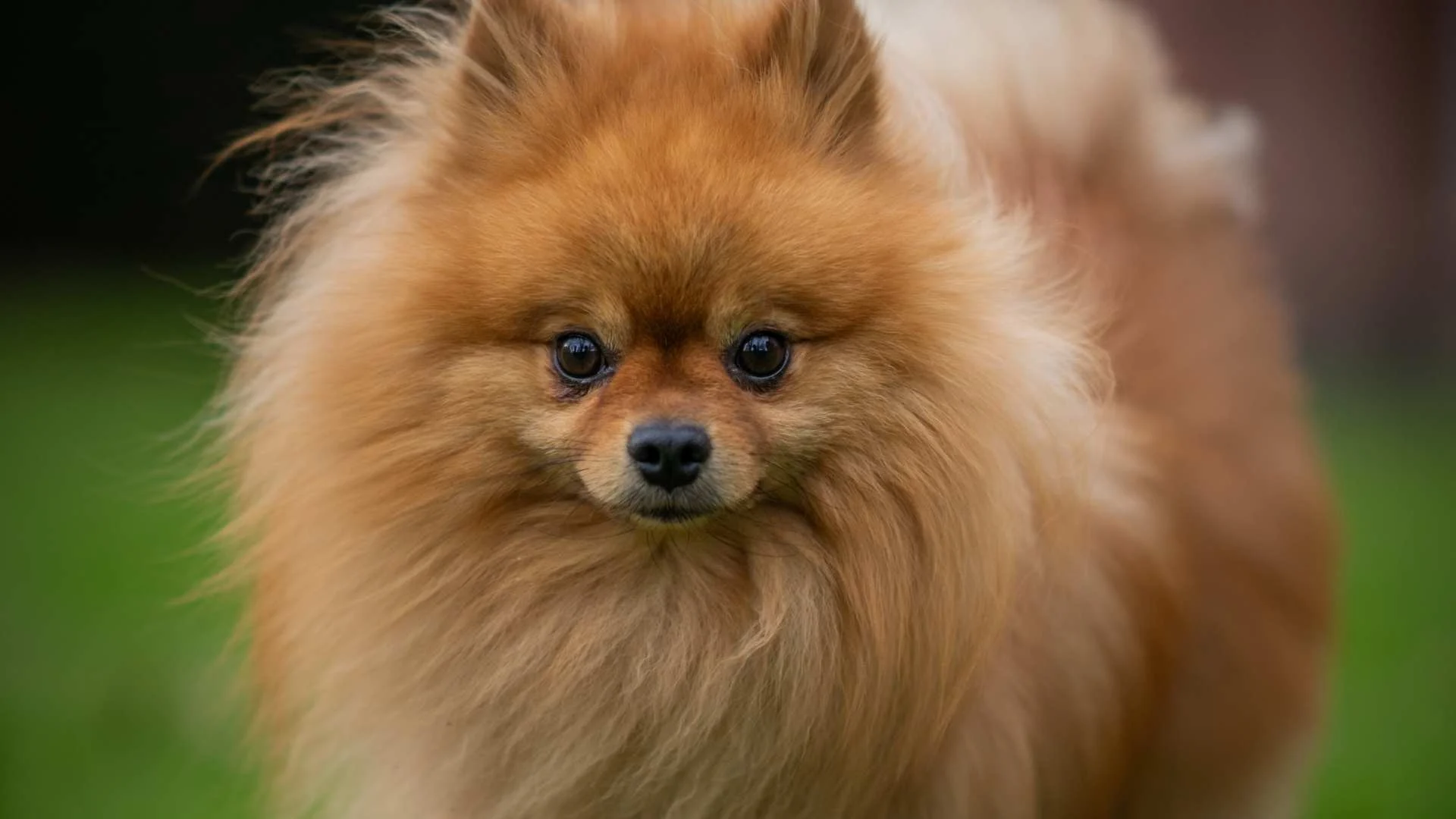 pomerania_1