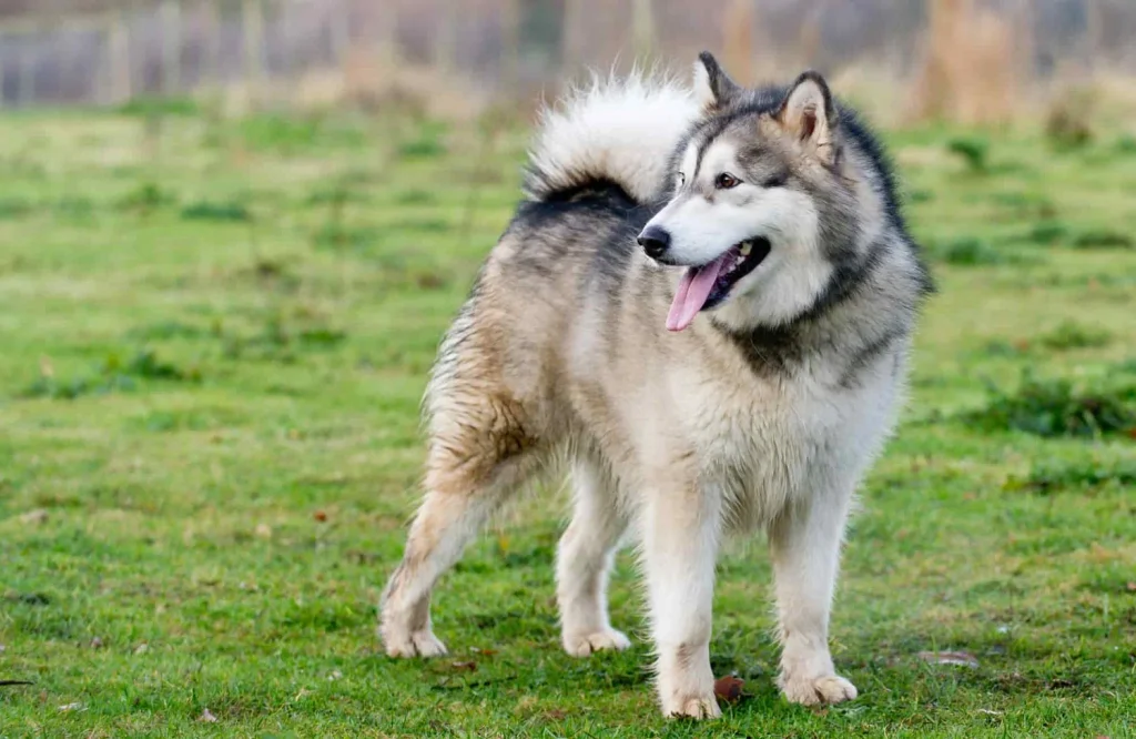 portada alaskan malamute 1ab78688 7759 4612 bc22 a9de336f1875