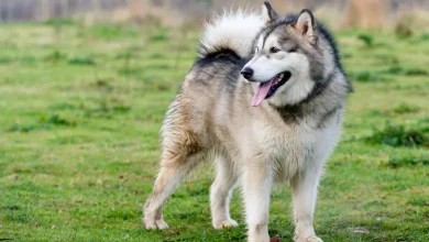 portada alaskan malamute 1ab78688 7759 4612 bc22 a9de336f1875