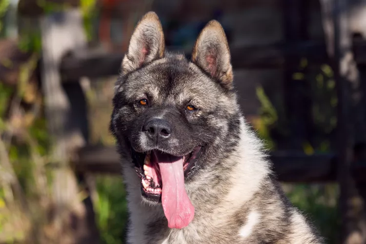 portrait of an akita new mexico usa 586892559 5921f4d55f9b58f4c0ae3f0b