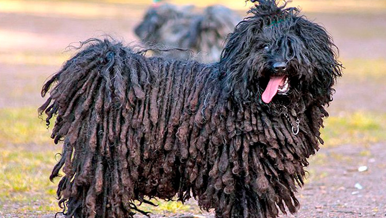 Perros Peludos: Puli