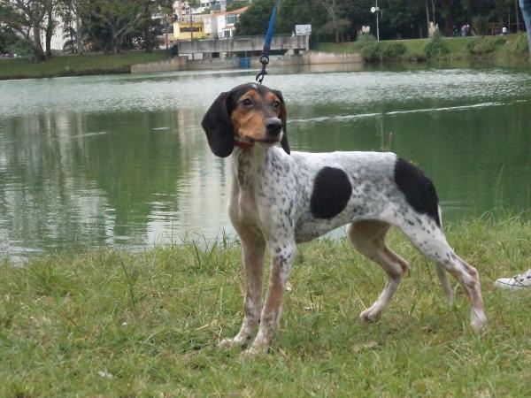 Las razas de perros de Brasil - Rastreador brasileño