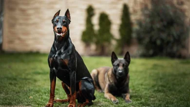 razas mas peligrosas perros portada patitasco