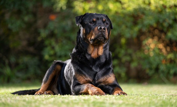 perro rottweiler sentado en el pasto