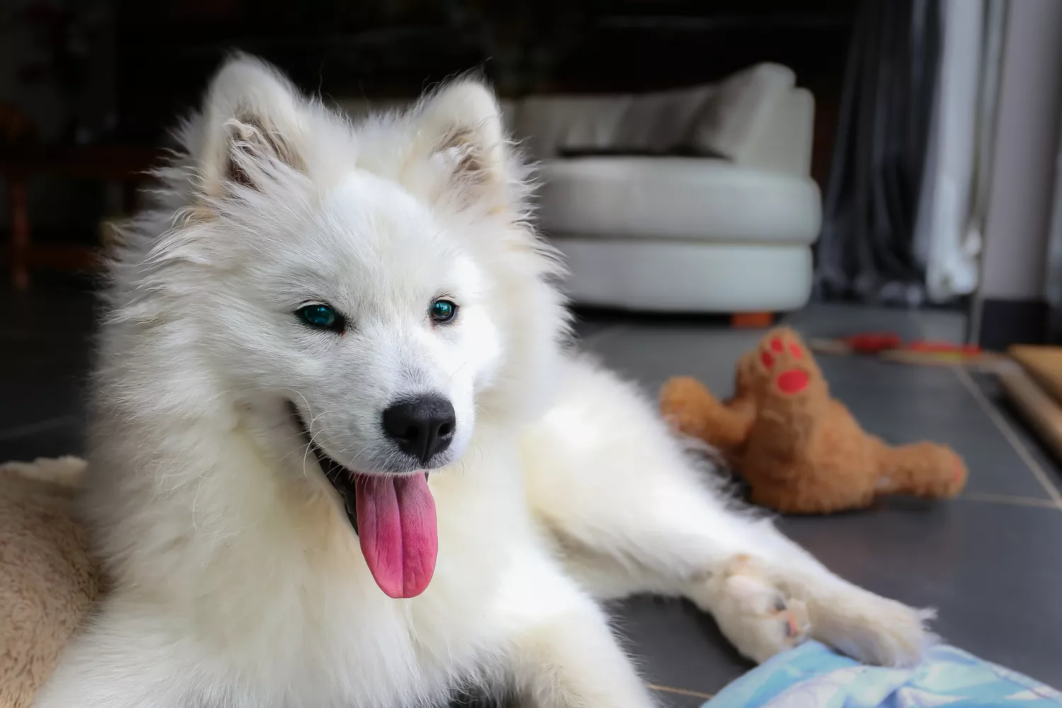 Perro samoyedo blanco y esponjoso acostado en el suelo con la lengua rosa fuera