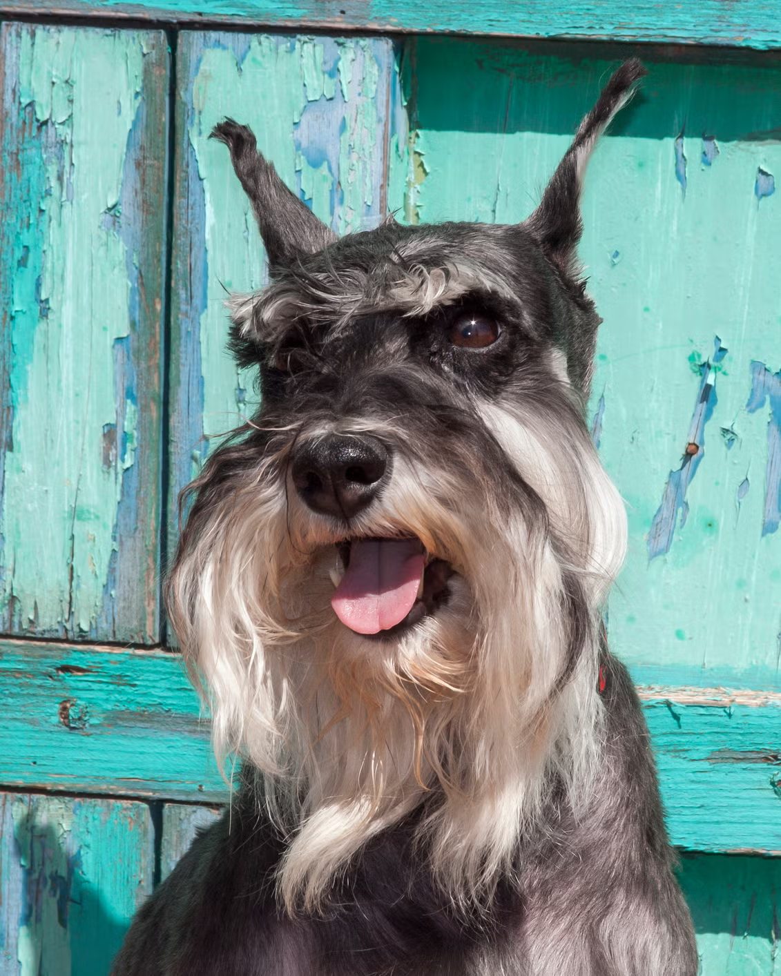 schnauzer miniatura