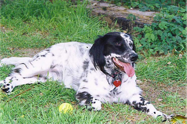 setter inglés tumbado