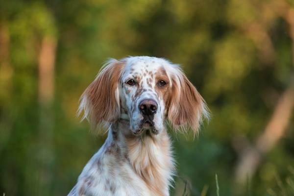 Razas de perros con manchas marrones, negras y blancas - Setter inglés