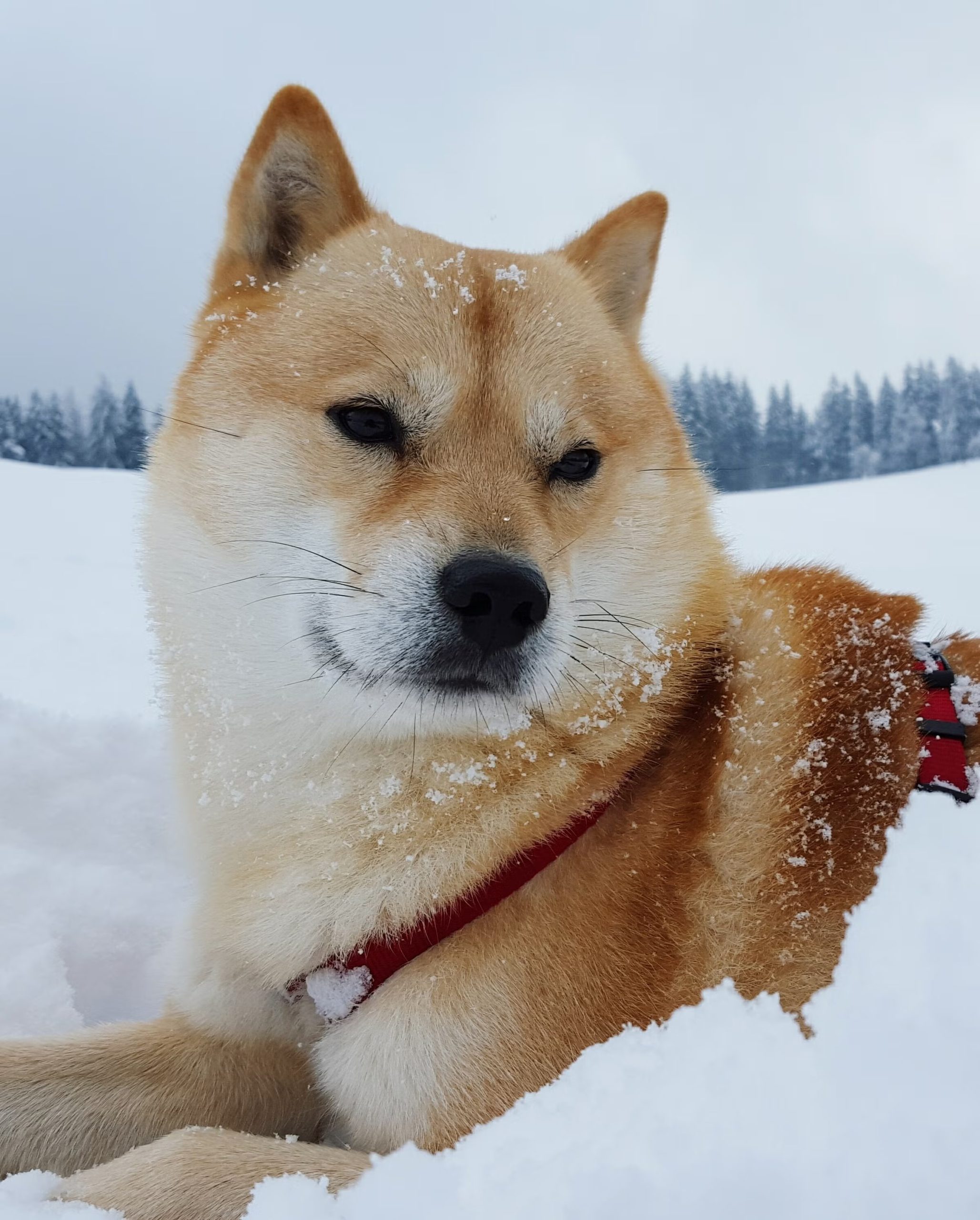 shiba inu
