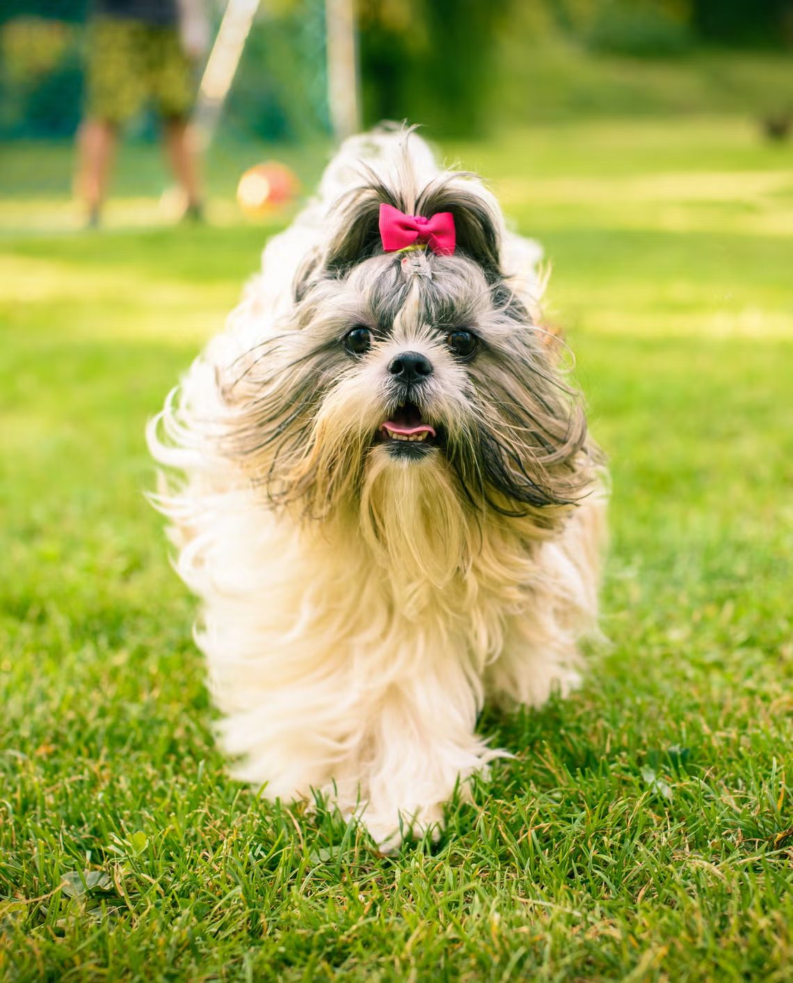 shih tzu
