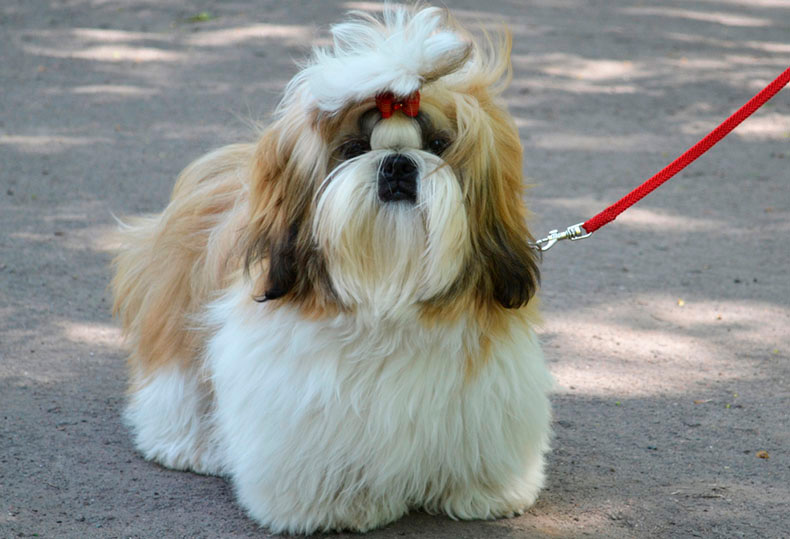 Perros Peludos: Shih Tzu