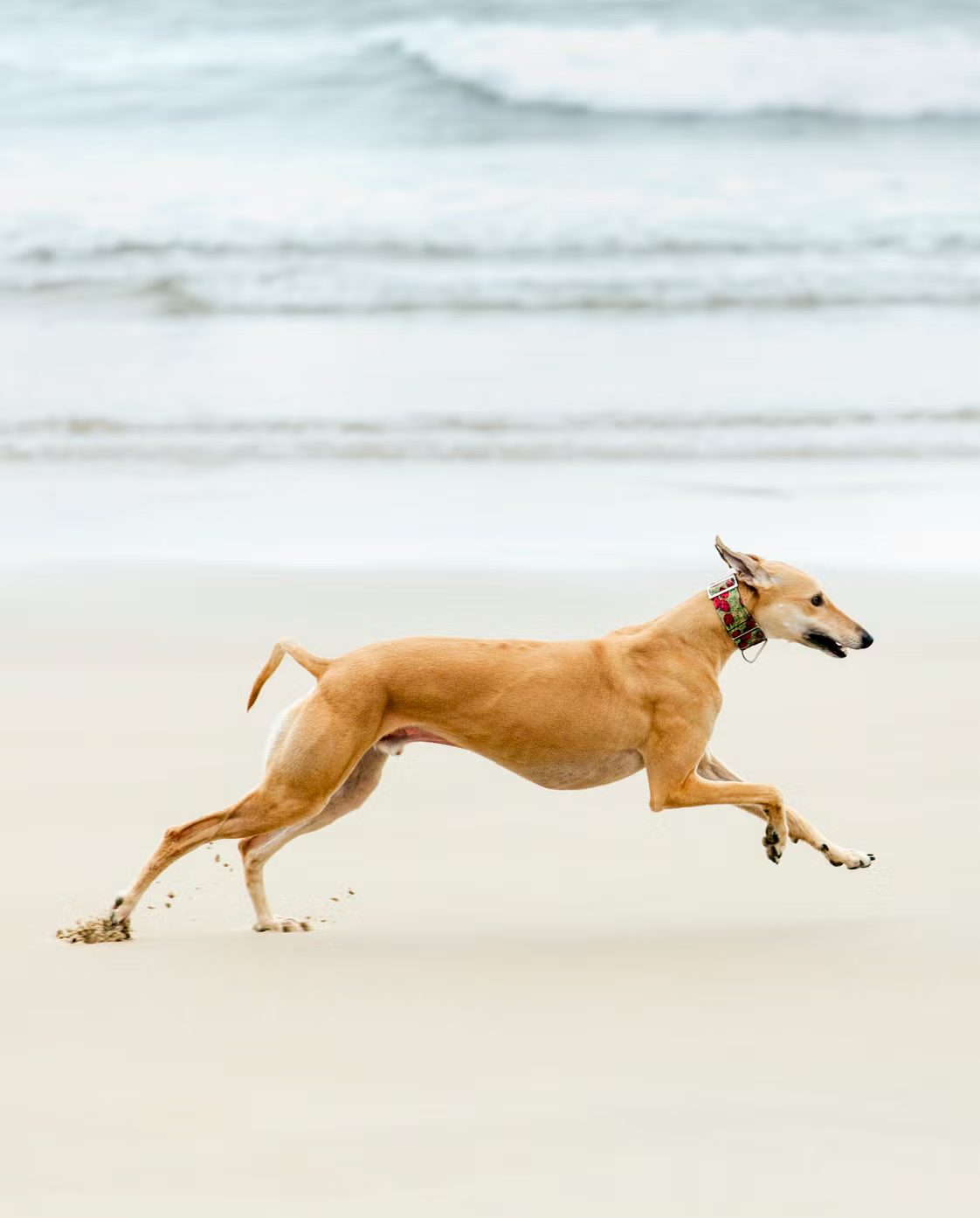 galgo
