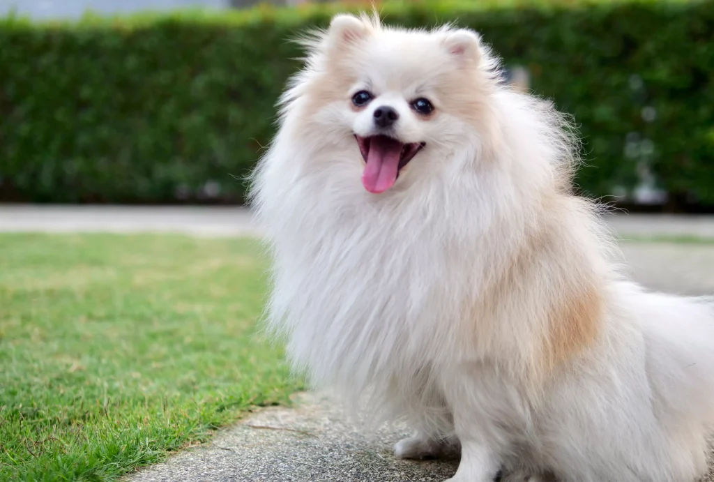 spruce pets german dog breeds update 0c81efd9f89c4e41880e3113d55877c9 1