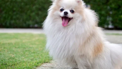 spruce pets german dog breeds update 0c81efd9f89c4e41880e3113d55877c9 1