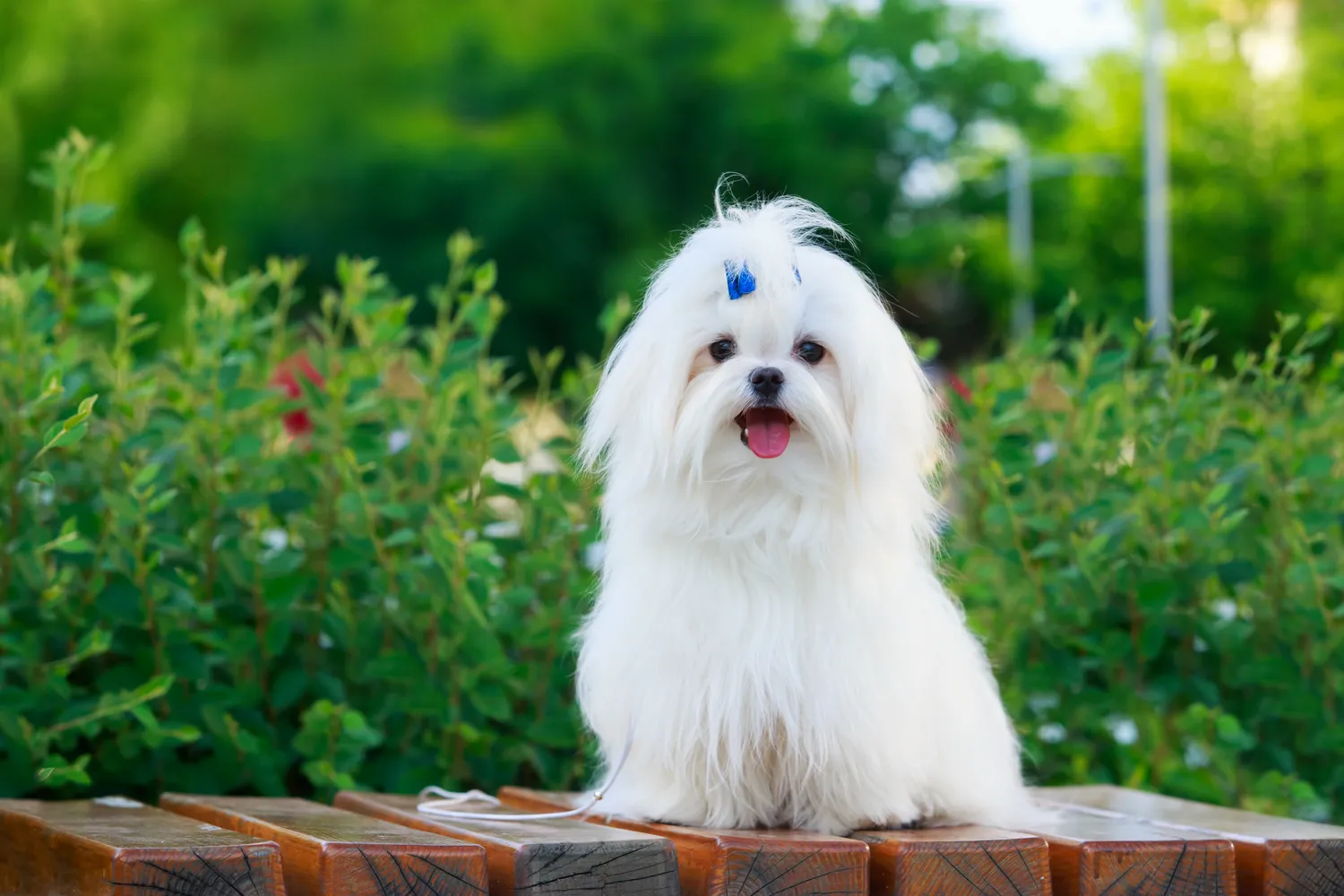 Adorable perro de raza Maltese sentado sobre un pedestal en el parque