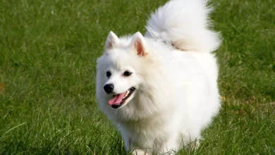 spruce pets white dog breeds 2025 header 9fe5f4f0cbe241b6b28caa23ca44db90