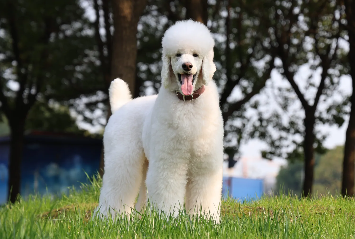 Retrato de caniche blanco de pie en un campo