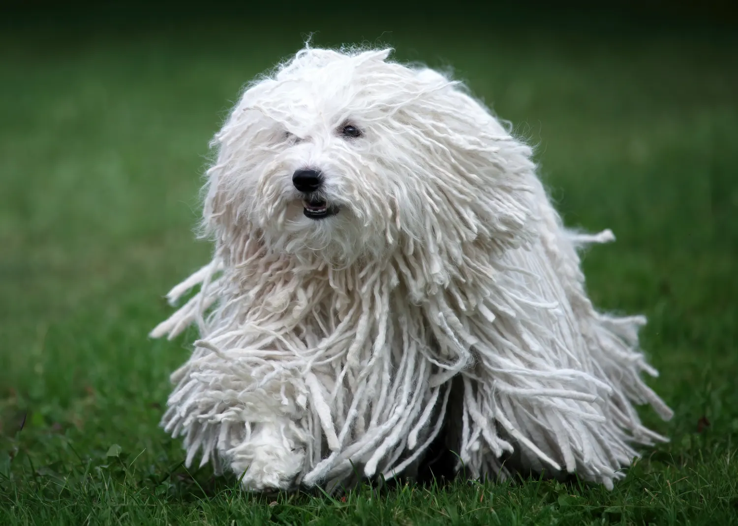Perro puli blanco corriendo por la hierba