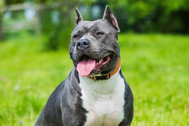 perro staffy en un campo