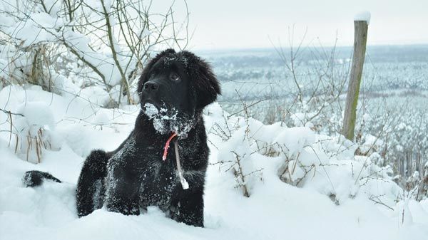 Razas de perros para vivir con niños: terranova