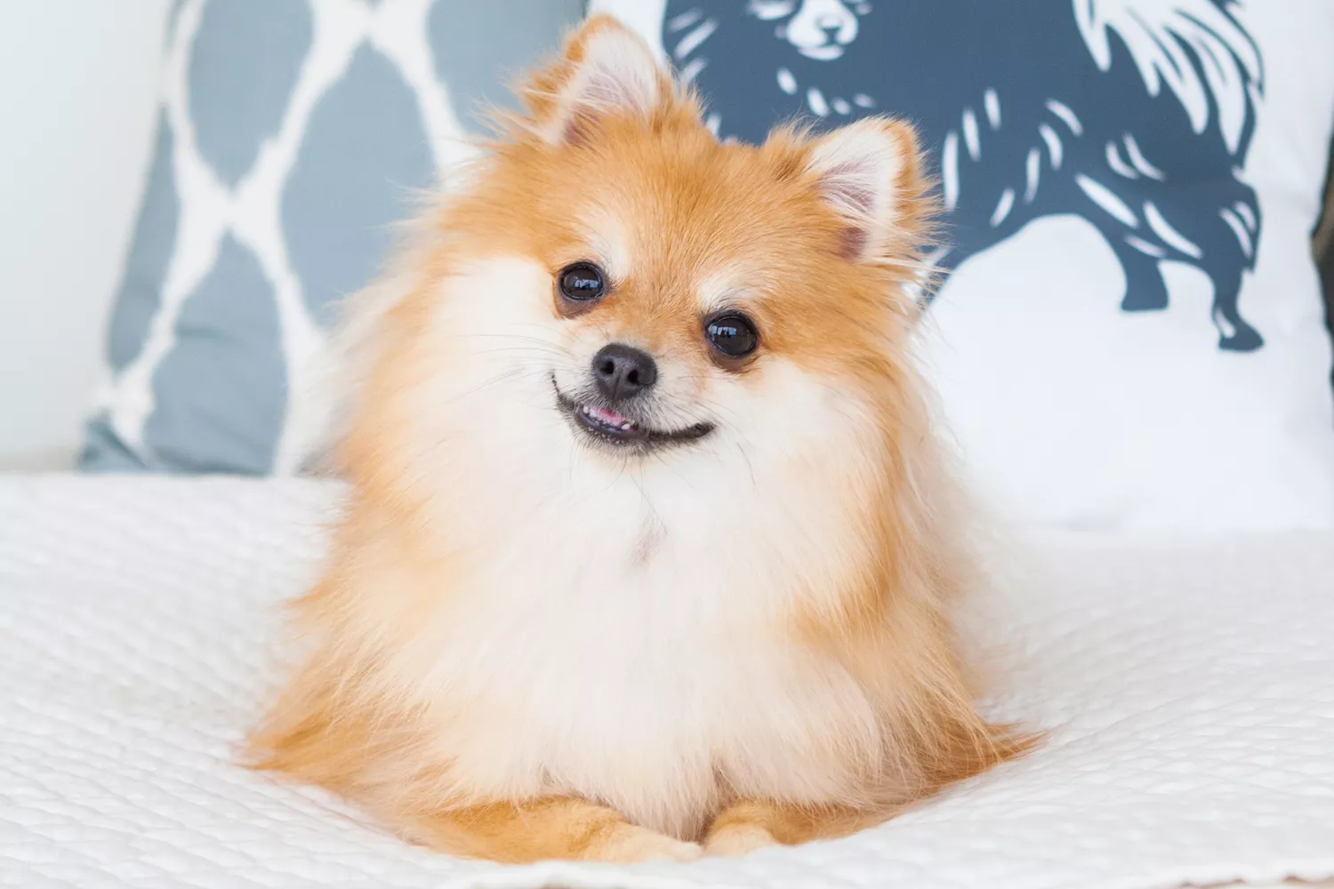 Perro Pomerania con pelaje largo color canela y blanco acostado sobre una cama con sábanas blancas