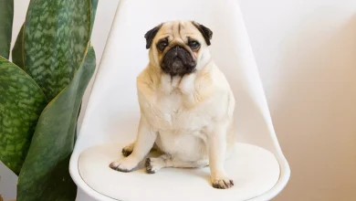 toy dog breeds great pets 5114832 hero 6b368e9ecaf24137ad5d1b6512052c39
