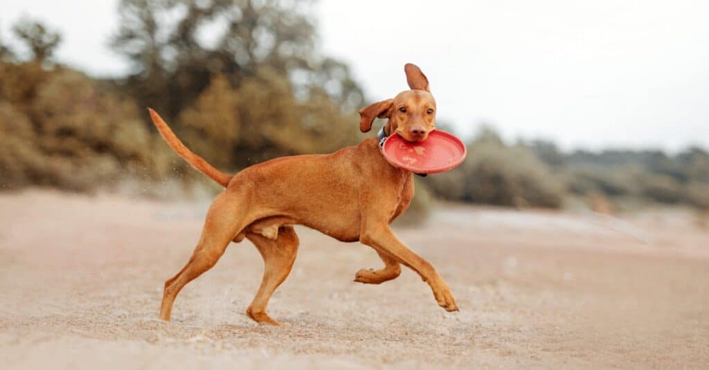 vizsla corriendo en la playa con un frisbee