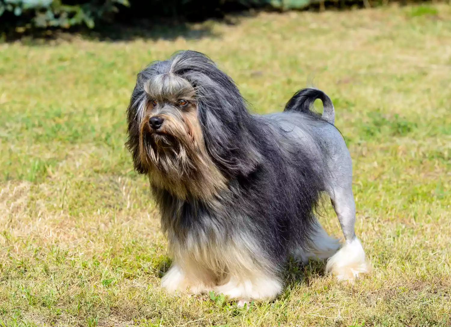 Löwchen (Perro León Pequeño)
