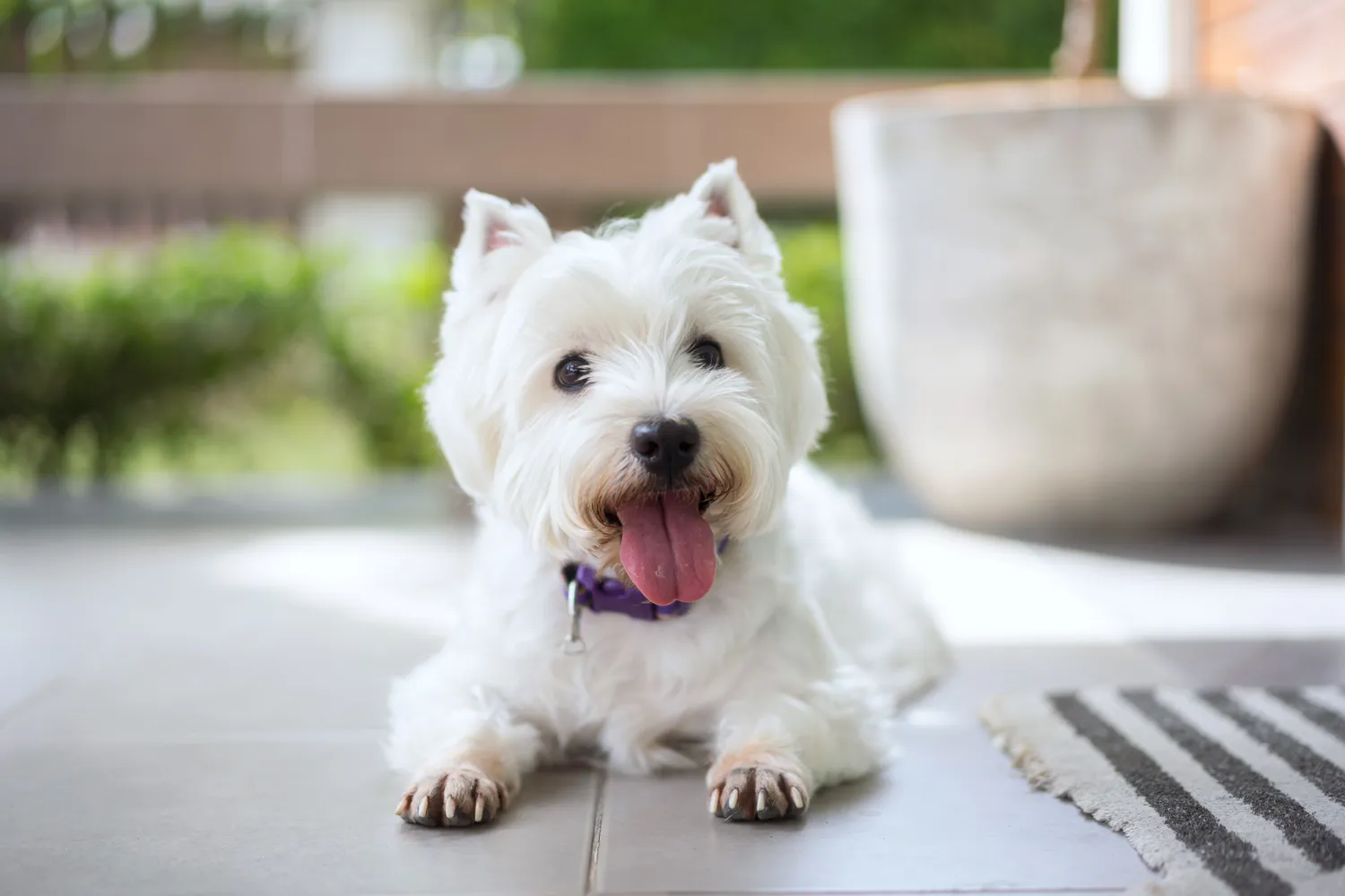 Perro Westie sentado afuera
