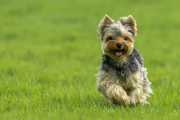 Adorable yorkshire terrier corriendo por el césped